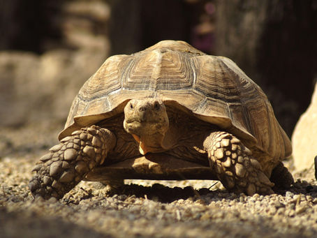 La tortue sillonnée de face