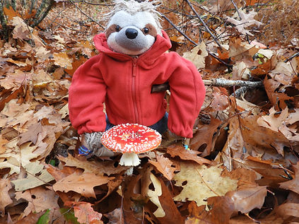 Champignon Amanite tue-mouche, champignon toxique