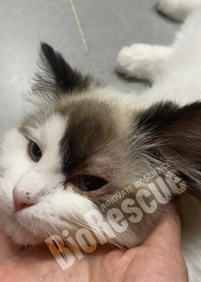 Screenshot 2025-11-03 170236.png