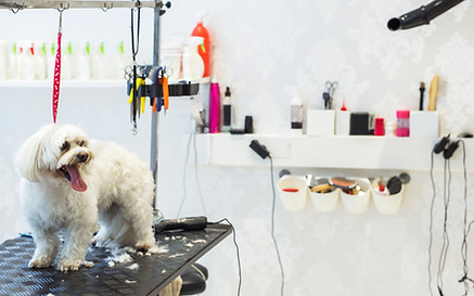 pet groomer.jpg