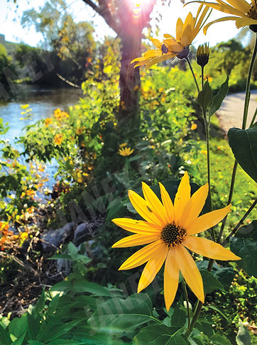 yellowflowerriverThumb.jpg