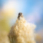 Peeking Through the Fluff
