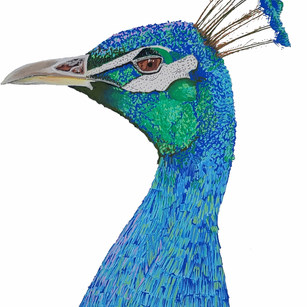 John_Lasonio_Peacock_Acrylic_paint_marker.jpeg