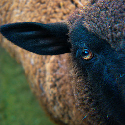 Sara_Markese_Sheep_Walk_Digital_Photography.jpeg