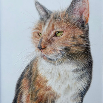 Melissa_Angles__Snickers__Colored_Pencil.jpeg