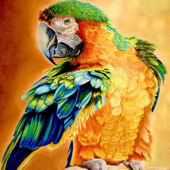 3. SILVER Gabriela Thiecke Macaw Color Pencil and Pastel.jpeg