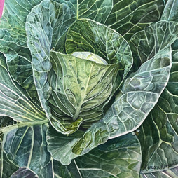Karen_Romani__Cabbage_1_Watercolors.jpeg