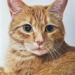 Melissa_Angles_Norman__Colored_pencil.jpeg