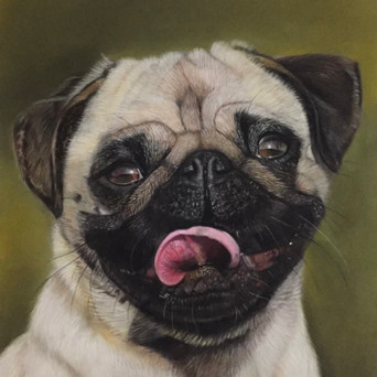 Carina_Imbrogno_Tony_the_pug__Pastels.jpeg