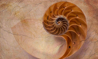 nautilusFI.jpg