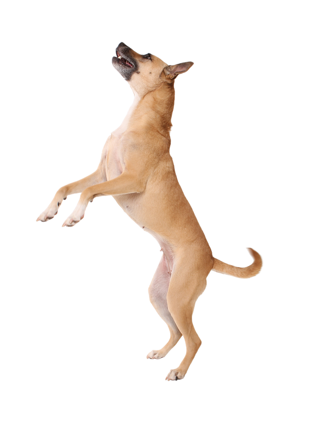 Untitled design (4).png