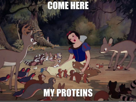 Why Protein Matters for Your Training (And Why Not All Protein Is Created Equal)