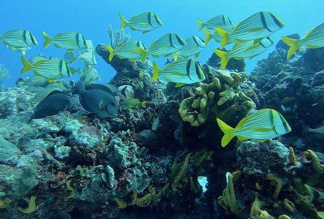 Vista aérea del malecón de Puerto Morelos con el faro inclinado, la playa y el mar Caribe al fondo.