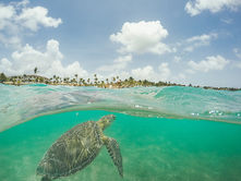 Tortuga marina nadando en aguas cristalinas en Akumal.