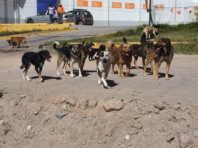 Ataques de jaurías dejaron dos muertos el año pasado en este municipio
