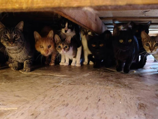 Atienden trabajadores del municipio queja vecinal por acumulación de basura en el inmueble donde se encontraban los felinos