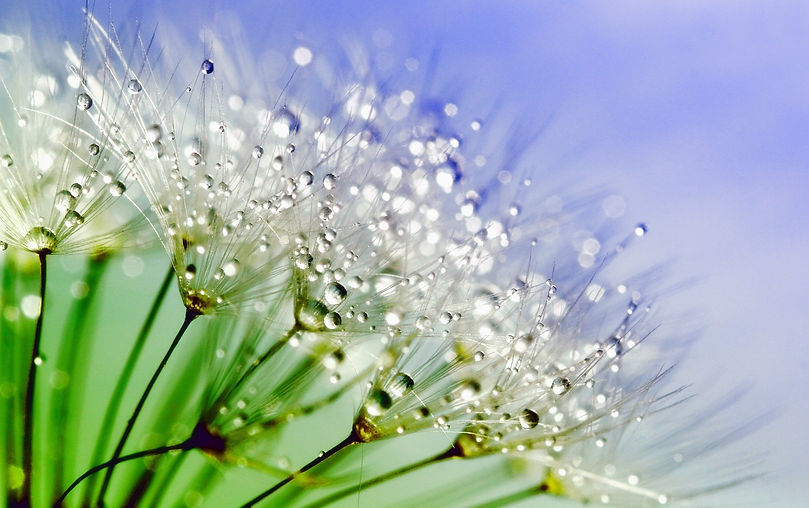 dandelion-843587_1920.jpg