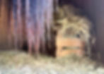 horsetail in pink light in front of a hay box