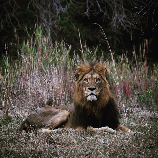 what are you thinking about_#safari#southafrica #lionking #tamagachijimiagaru