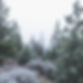 juniper, evergreen trees scenic, muted pastel tones_edited.jpg