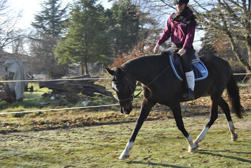 Dressage