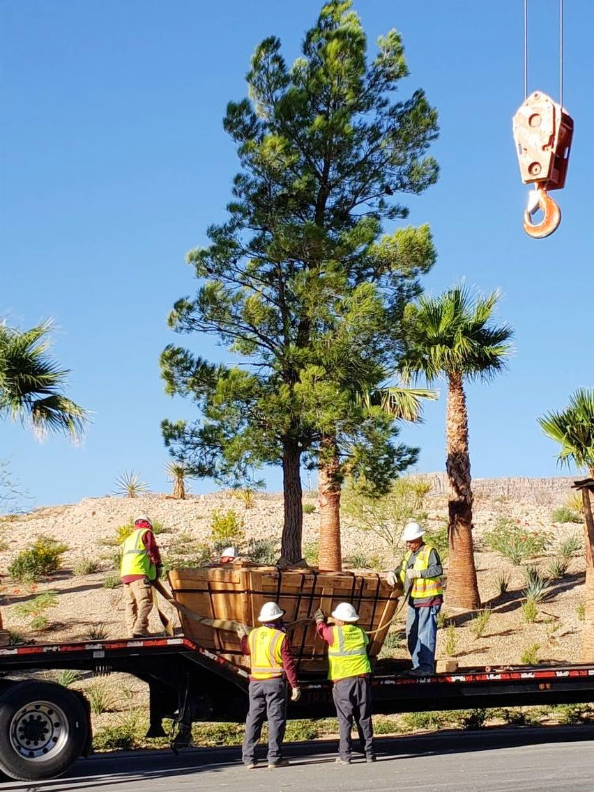 Tree care crew using a crane and spotters to relocate a large boxed pine tree from a trailer to a new planting location.
