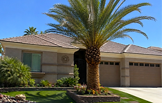 Canary Island Date Palm_edited.png