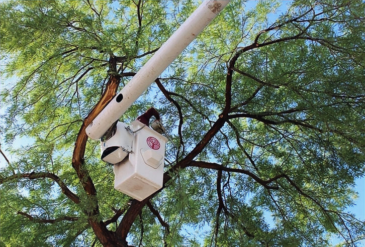 Tree crew member in a bucket truck performing a crown reduction on a mature tree to improve balance and stability.