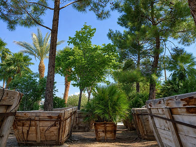 Mature Tree Nursery_edited.jpg