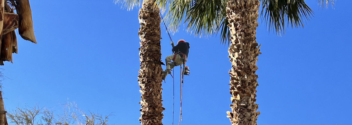 Palm Pruning.jpg