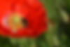 14. Bombus lucorum on poppy (5).JPG