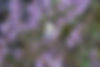 Image 11 TACP Andy Karran Male Common Blue on Common Heather 300dpi.JPG