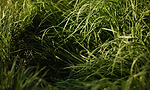 image (2).png