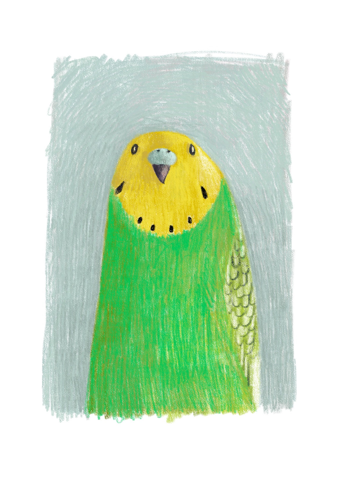Hello. Portrait of a Budgie - print