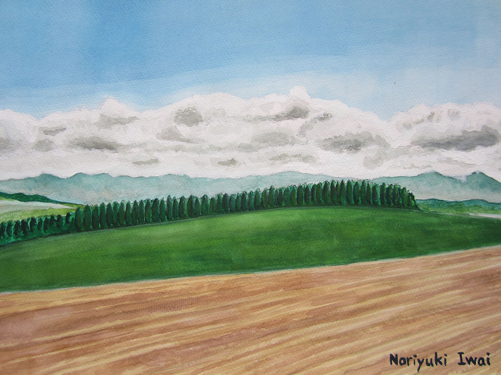 北海道 美瑛の防風林