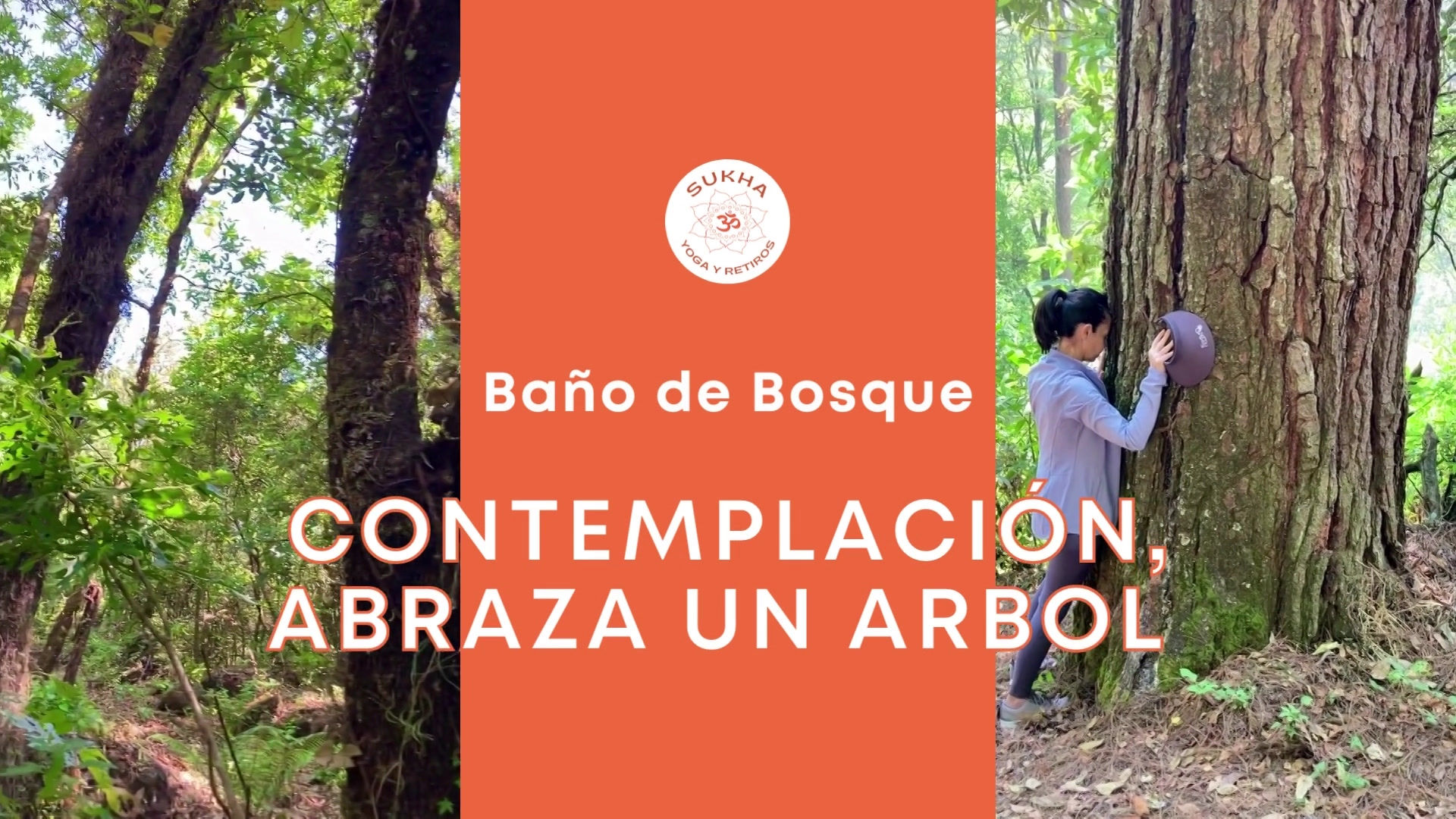 Caminatas Meditativas Baño de Bosque (Shinrin Yoku)