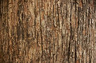 AdobeStock_468174761_edited.jpg