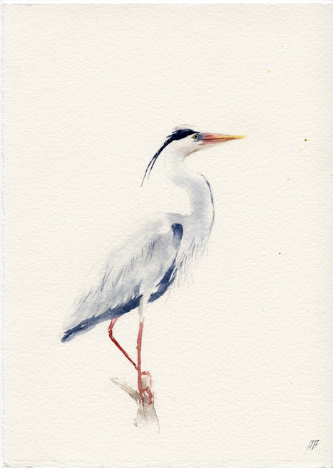 heron debout