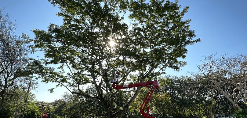 TRABAJO DE PODA EN PINECREST FLORIDA