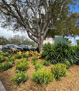 Biltmore Drive