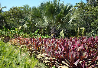 EL VIVERO COMO PARTE DEL PAISAJE DEL HARD ROCK HOTEL CANCUN