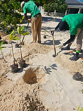 Aliados por un Caribe más verde, Iberostar Selection Rose Hall, Jamaica