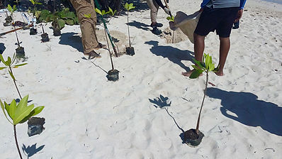 Aliados por un Caribe más verde, Iberostar Selection Rose Hall, Jamaica