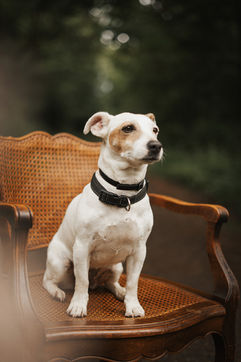 portrait photo chien photographe manosque