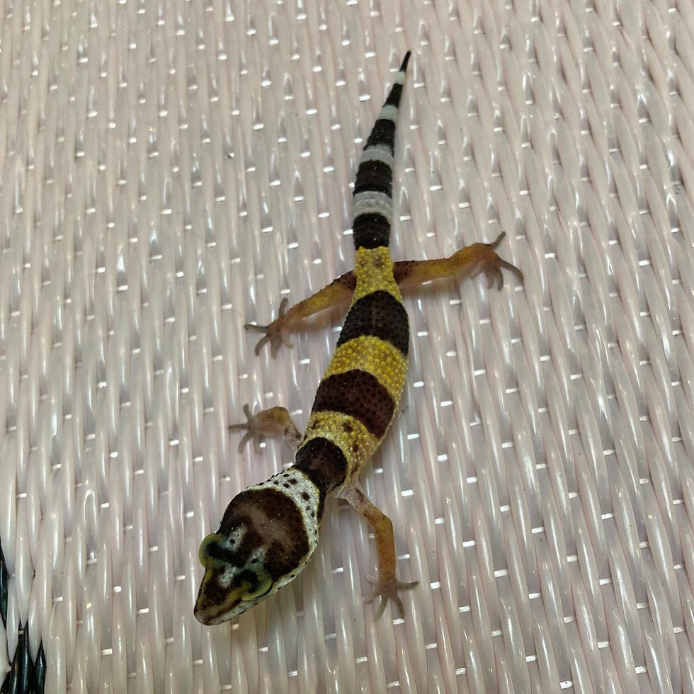 サムネイル： ヒョウモントカゲモドキ 