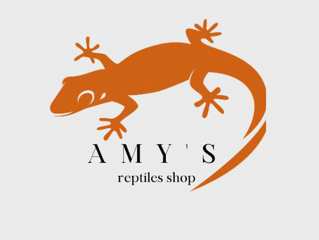 爬虫類ショップAmy's営業開始しました！