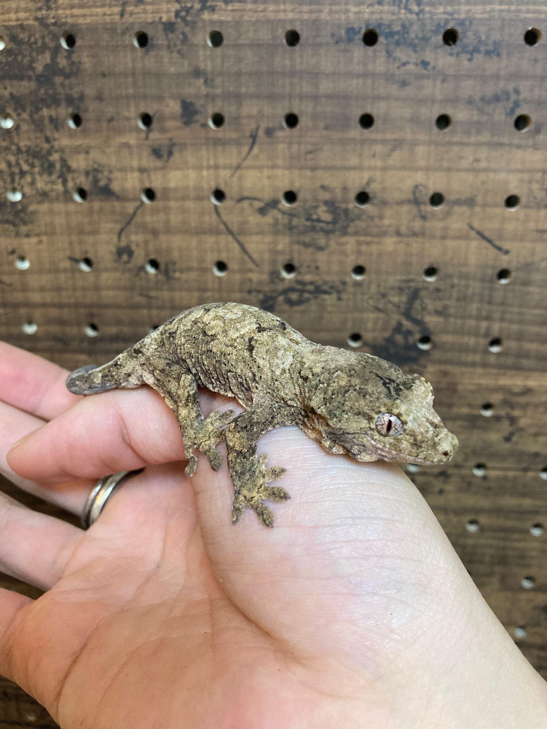 マモノミカドヤモリ パイン島 F2  ヤングサイズ