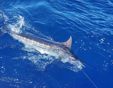 swordfish.jpg