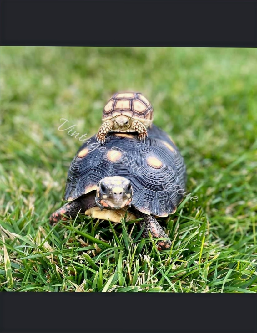 www.vintagetortoise.com