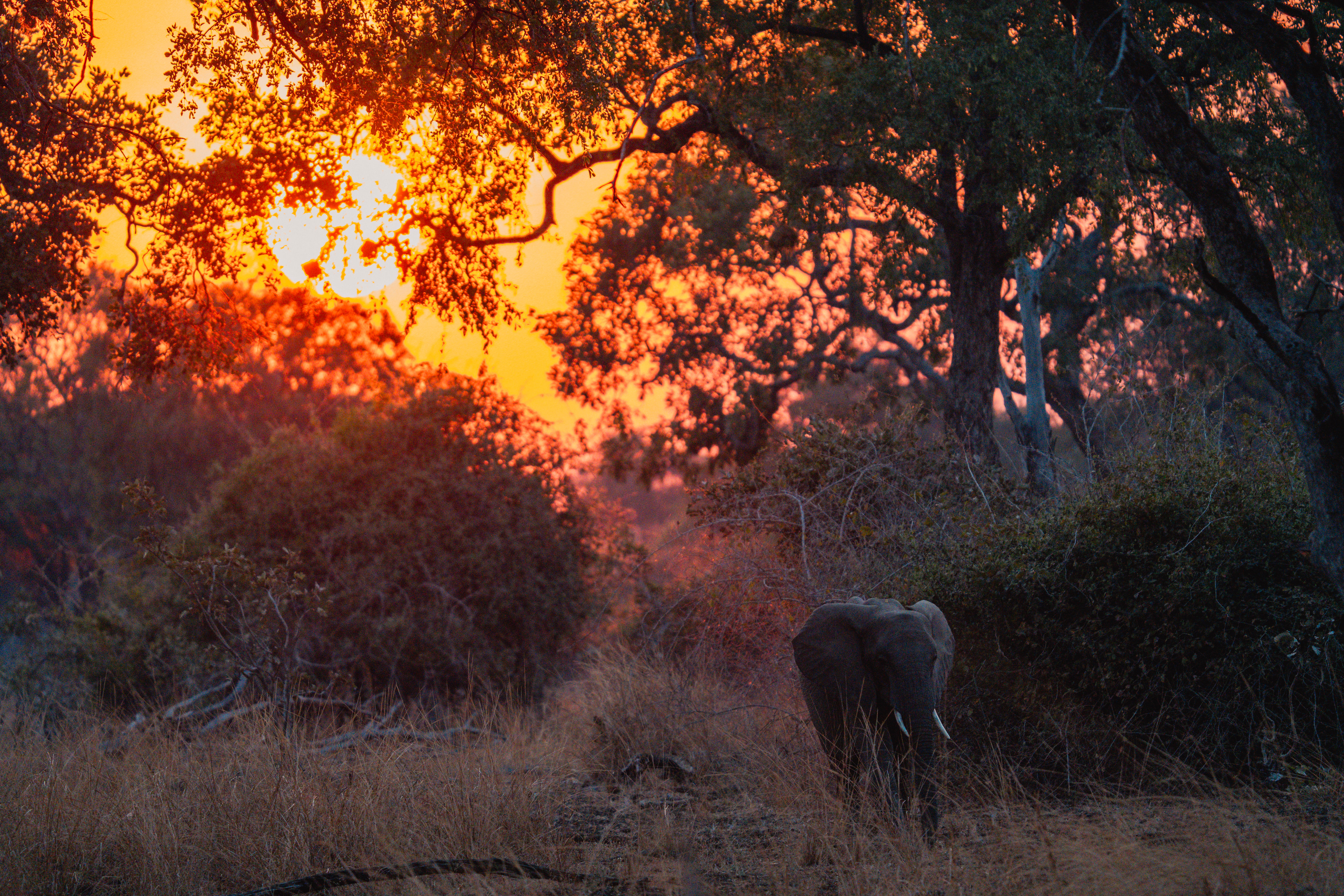 Elephant, South Luangwa National Park, Zambia